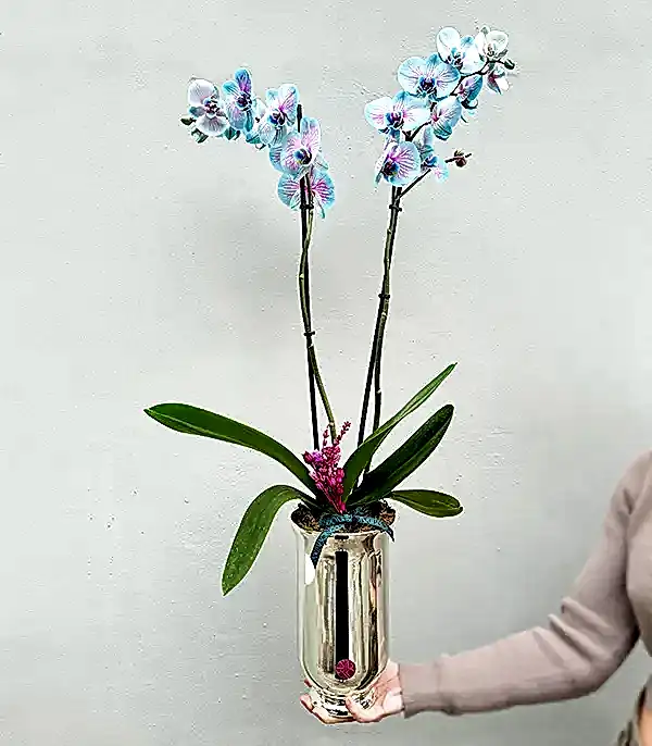 Luxe Silver Uzun Vazoda Mavi Pembe Orkide Bubble Gum