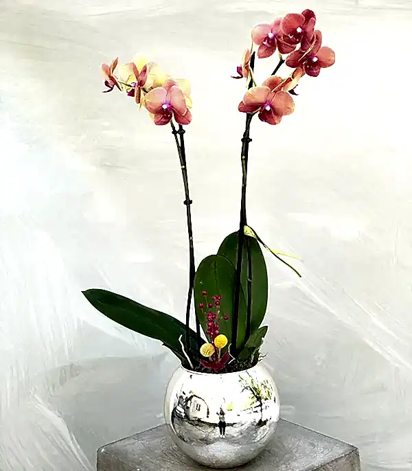 Luxe Silver Vazoda Orkide Narçiçeği