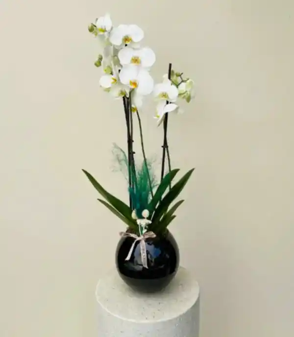 Luxe Siyah Cam Vazoda Beyaz Orkide