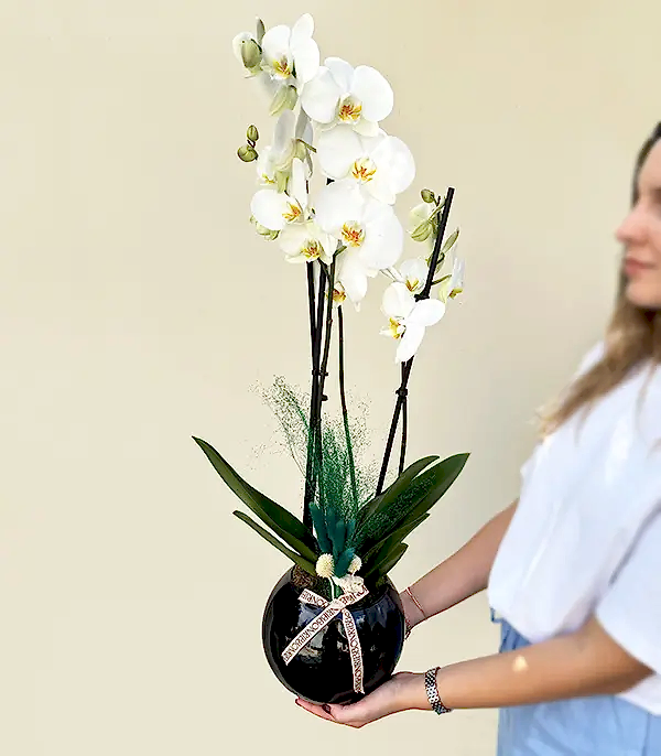 Luxe Siyah Cam Vazoda Beyaz Orkide