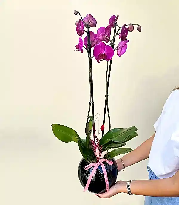 Luxe Siyah Cam Vazoda Fuşya Orkide