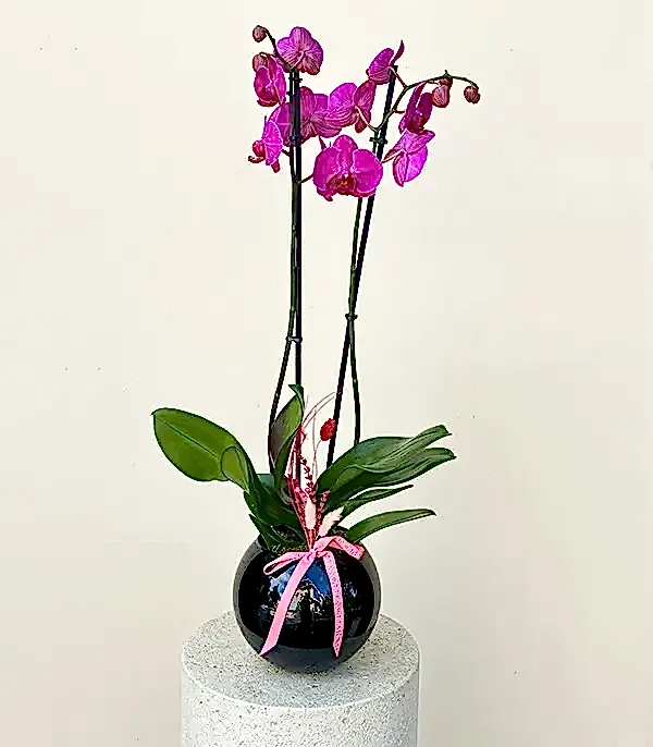 Luxe Siyah Cam Vazoda Fuşya Orkide