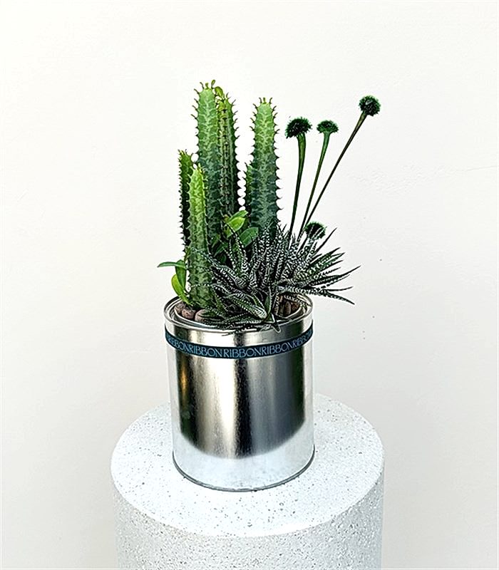 Metal Vazoda Süt Ağacı Kaktüs Sukulent