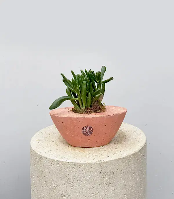 Mini Beton Saksıda Crassula Ovata Gollum Shrek Kulağı Sukulent