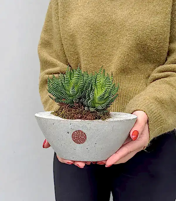 Mini Beton Vazoda Zebra Sukulent Haworthia Fasciata