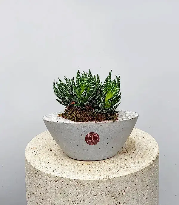 Mini Beton Vazoda Zebra Sukulent Haworthia Fasciata