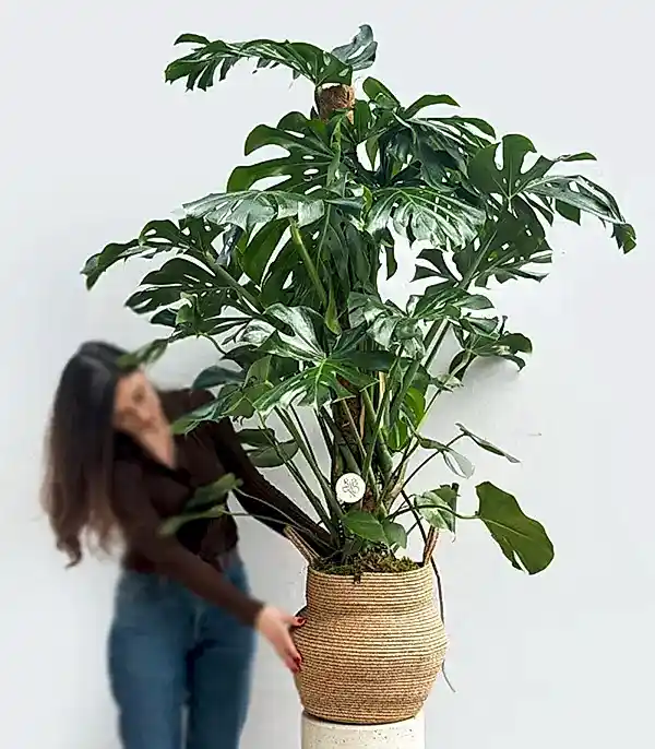 Monstera Deliciosa Doğal Jüt Sepette Deve Tabanı 190 cm Grand Deluxe