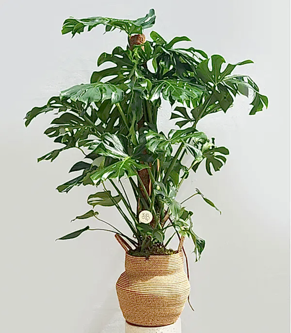 Monstera Deliciosa Doğal Jüt Sepette Deve Tabanı 190 cm Grand Deluxe