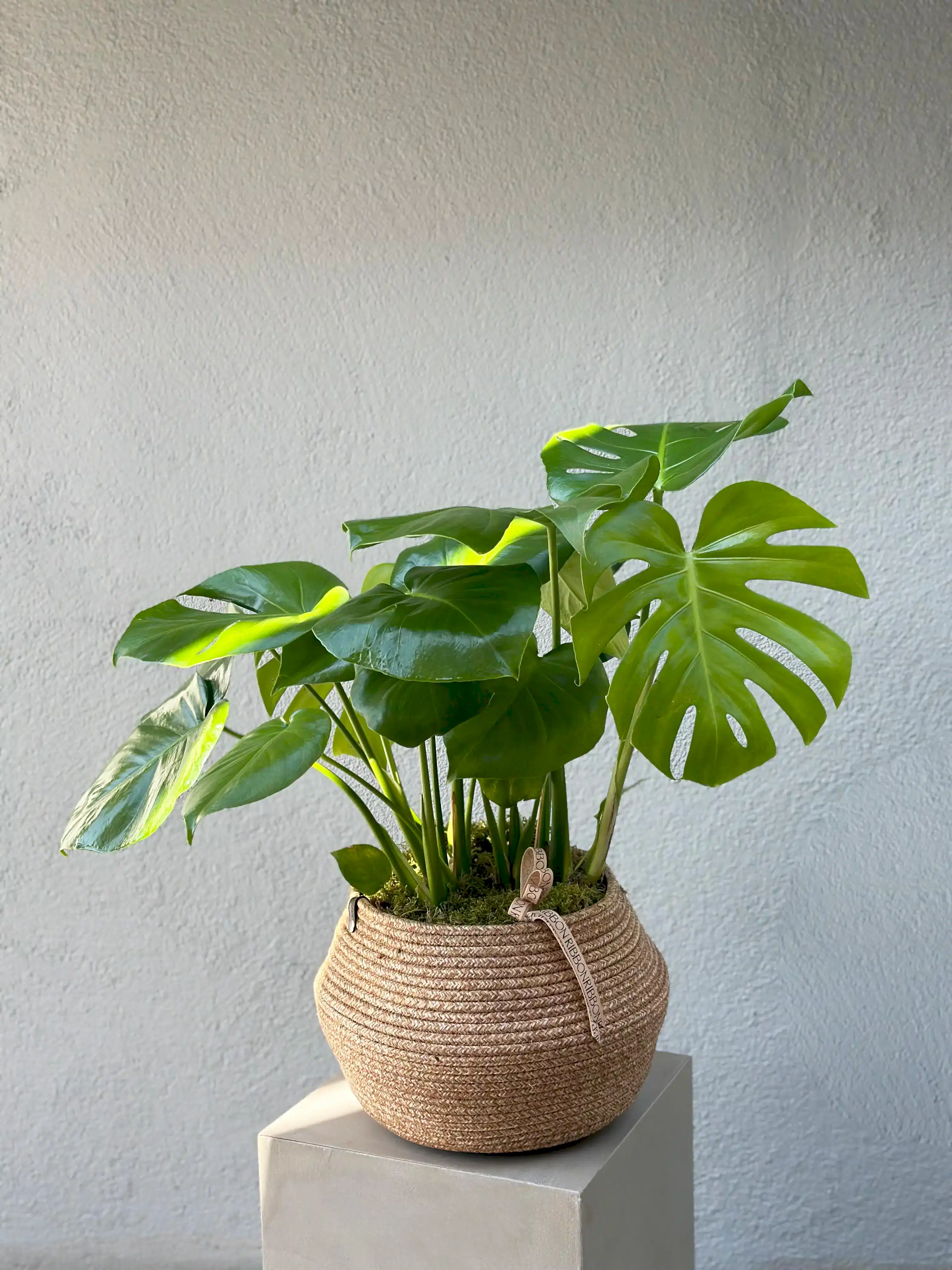 Monstera Deliciosa Hasır Sepet Saksıda Deve Tabanı 80 cm