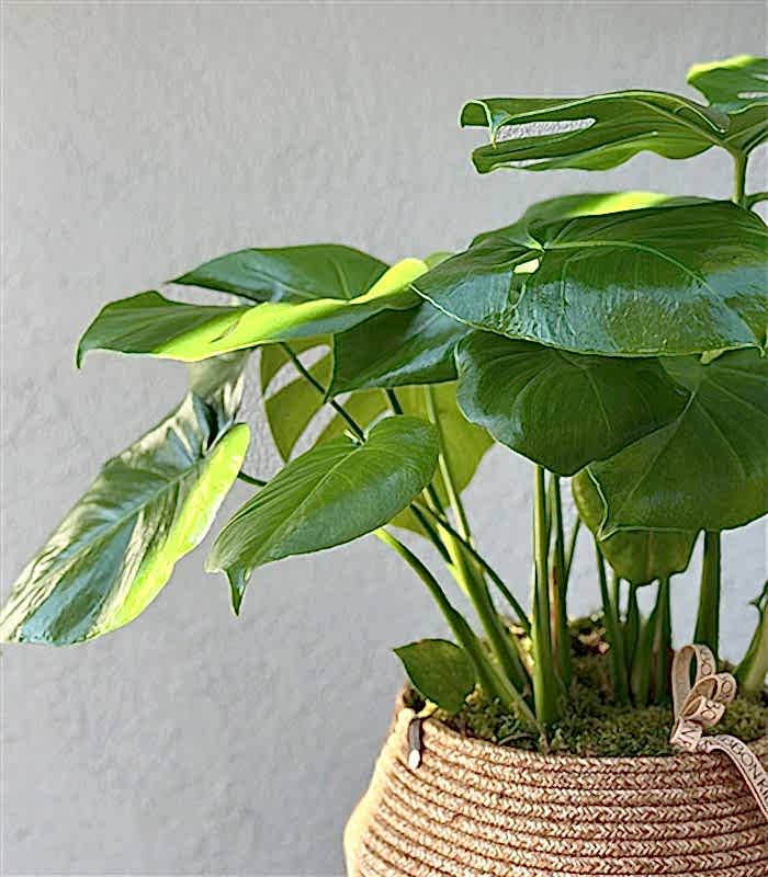 Monstera Deliciosa Hasır Sepet Saksıda Deve Tabanı 80 cm