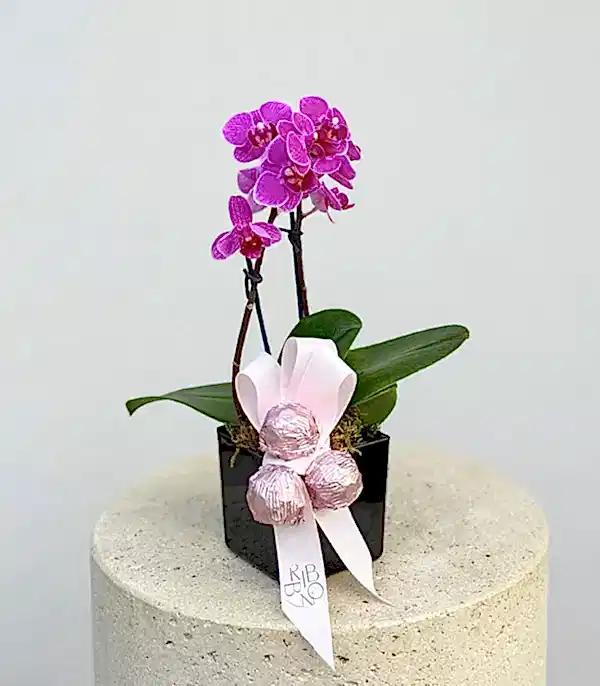 Öğretmenler Günü Çikolatalı Mini Fuşya Orkide