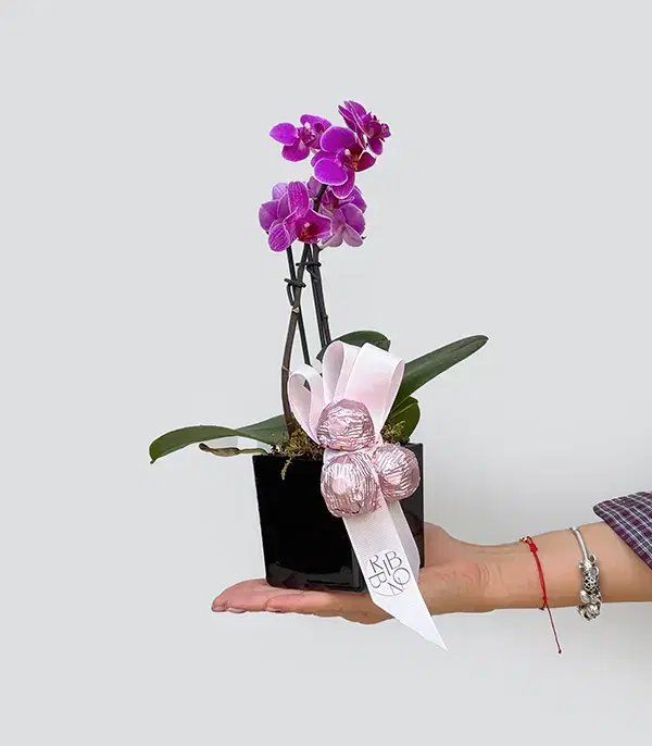 Öğretmenler Günü Çikolatalı Mini Fuşya Orkide