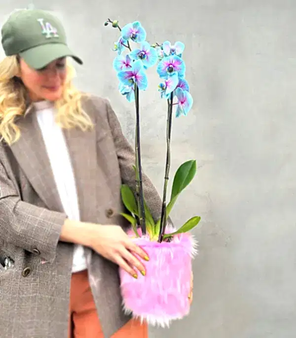 Pembe Peluş Vazoda Mavi Pembe Orkide Bubble Gum