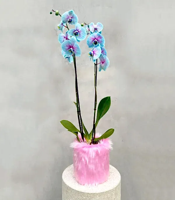 Pembe Peluş Vazoda Mavi Pembe Orkide Bubble Gum