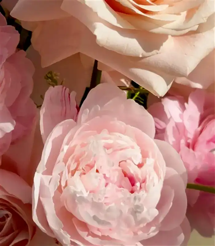 Puffy Heart Yeşil Vazoda Pudra Şakayık Gül Aranjmanı