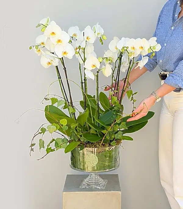 Royal Deluxe Cam Saksı 8 Dallı Beyaz Orkide