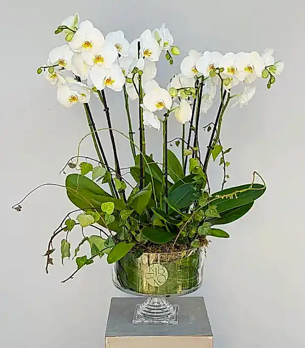 Royal Deluxe Cam Saksı 8 Dallı Beyaz Orkide
