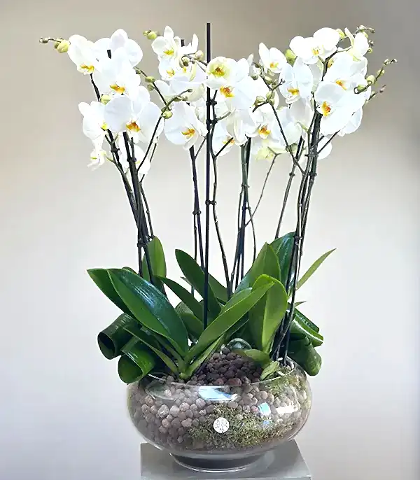 Royal Deluxe Cam Saksı 8 Dallı Orkide Beyaz