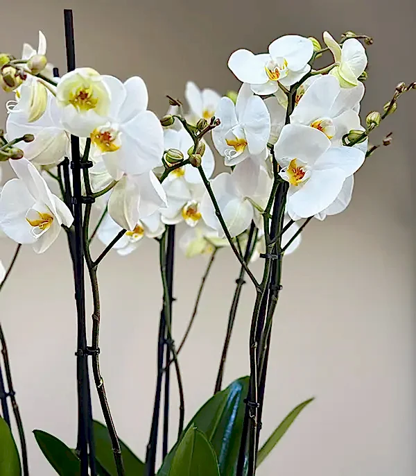 Royal Deluxe Cam Saksı 8 Dallı Orkide Beyaz