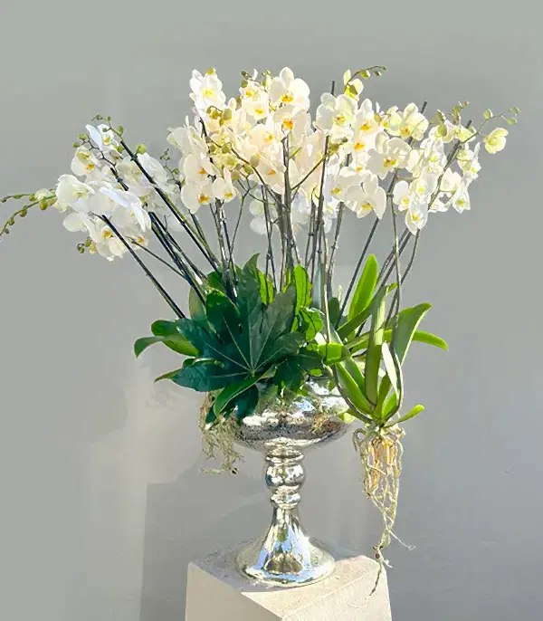 Royal Deluxe Eskitme Saksı 20 Dallı Beyaz Orkide