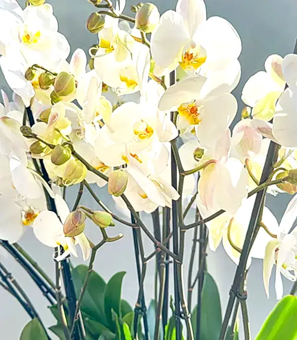 Royal Deluxe Eskitme Saksı 20 Dallı Beyaz Orkide