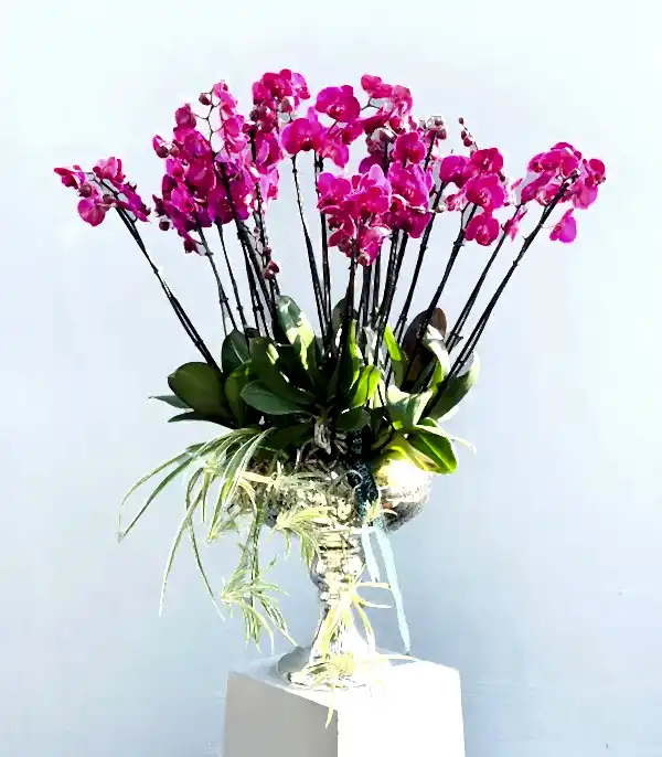 Royal Deluxe Eskitme Saksı 20 Dallı Orkide Fuşya