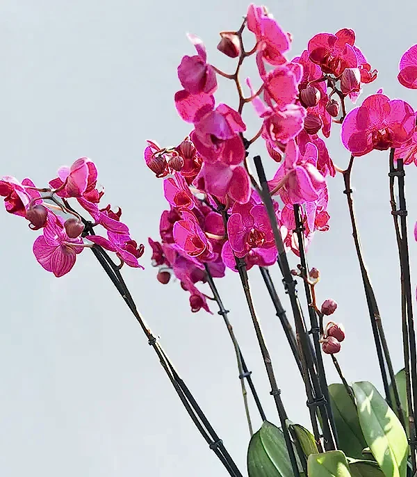 Royal Deluxe Eskitme Saksı 20 Dallı Orkide Fuşya