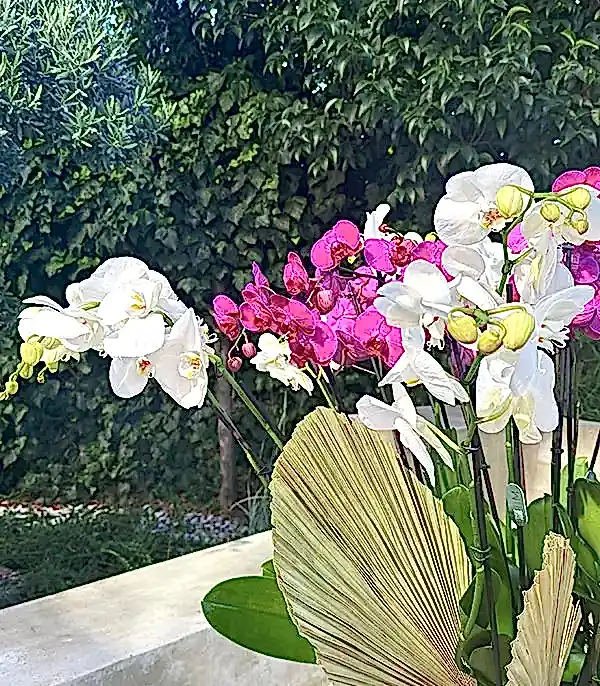 Royal Deluxe Eskitme Saksı 20 Dallı Orkide Fuşya Beyaz