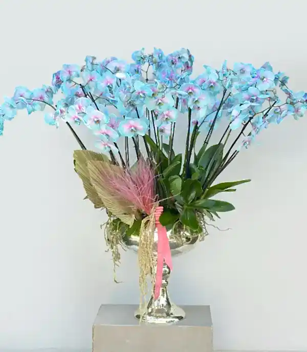 Royal Deluxe Eskitme Saksı 20 Dallı Orkide Mavi Pembe Orkide Bubble Gum