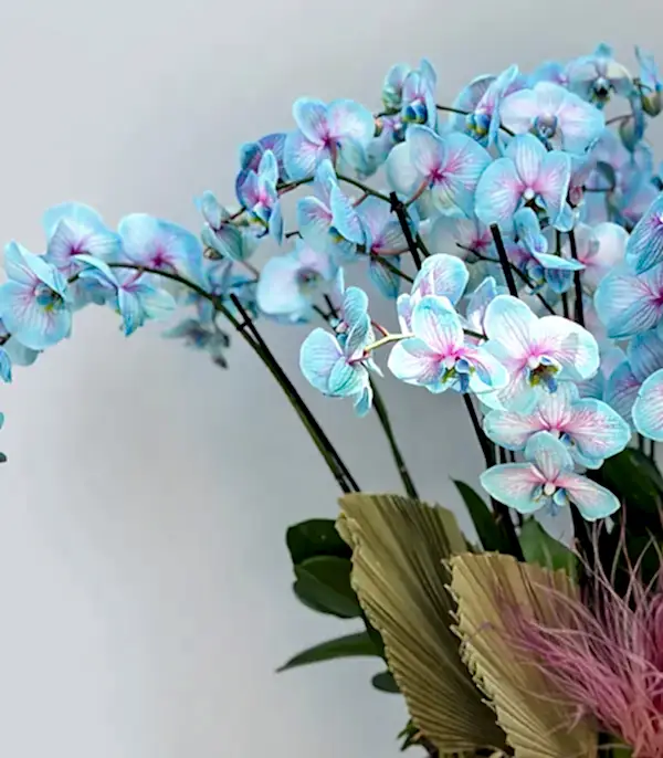 Royal Deluxe Eskitme Saksı 20 Dallı Orkide Mavi Pembe Orkide Bubble Gum