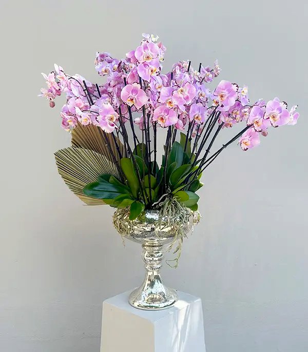Royal Deluxe Eskitme Saksı 20 Dallı Orkide Pembe Beyaz