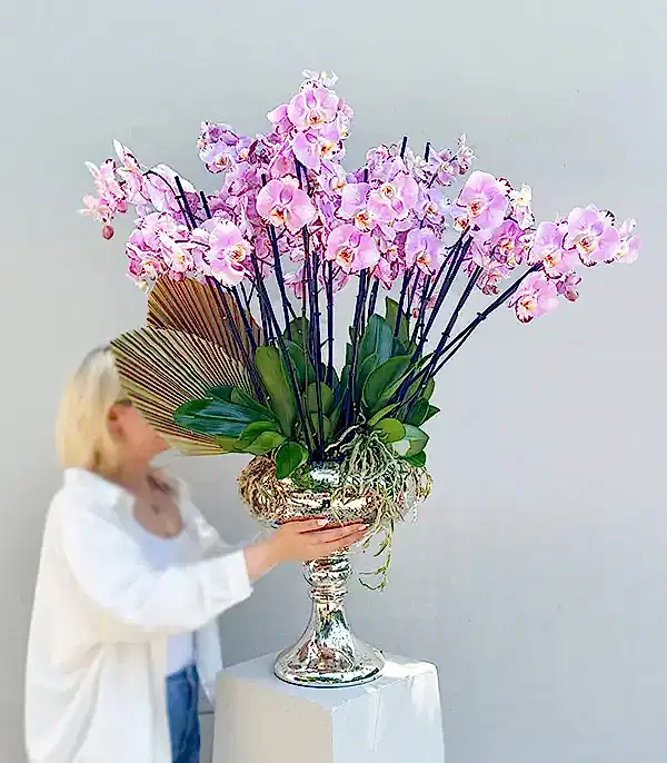 Royal Deluxe Eskitme Saksı 20 Dallı Orkide Pembe Beyaz