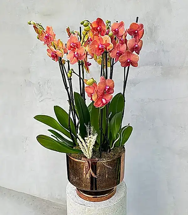 Royal Deluxe Eskitme Saksı 8 Dallı Orkide Narçiçeği