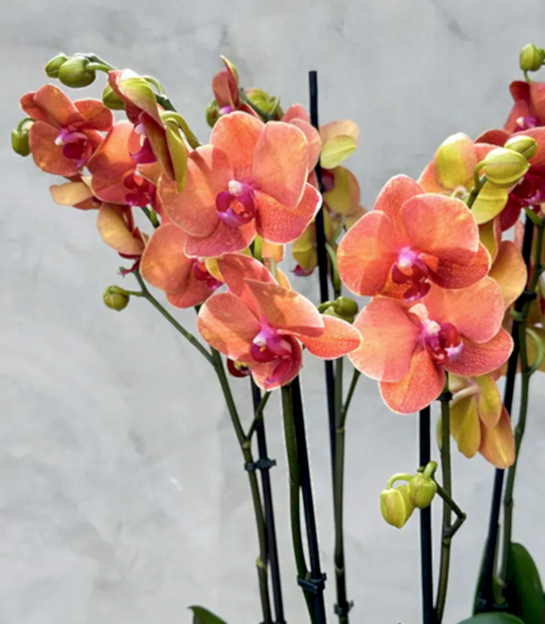 Royal Deluxe Eskitme Saksı 8 Dallı Orkide Narçiçeği