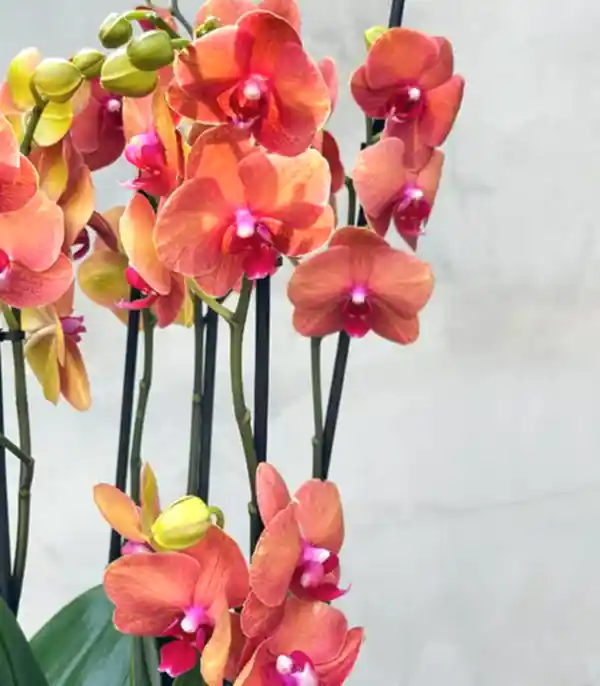 Royal Deluxe Eskitme Saksı 8 Dallı Orkide Narçiçeği