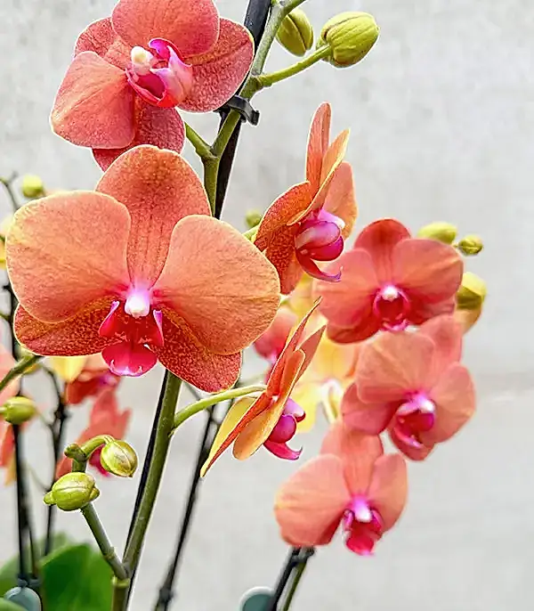 Royal Deluxe Eskitme Saksı 8 Dallı Orkide Narçiçeği