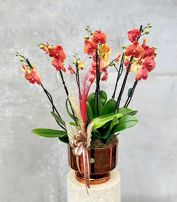 Royal Deluxe Eskitme Saksı 8 Dallı Orkide Narçiçeği