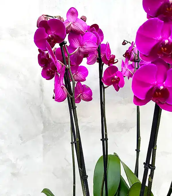 Royal Deluxe Gold Saksı 8 Dallı Orkide Fuşya