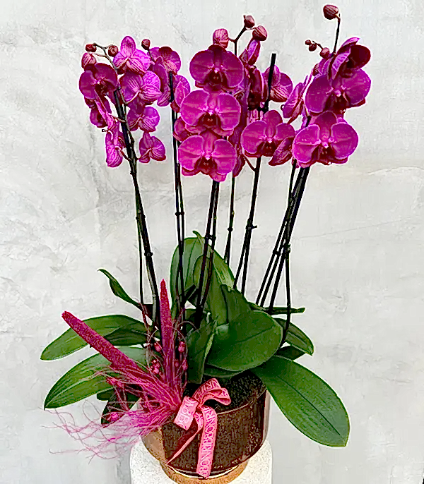 Royal Deluxe Gold Saksı 8 Dallı Orkide Fuşya