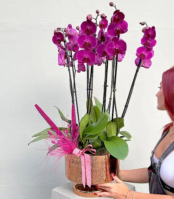 Royal Deluxe Gold Saksı 8 Dallı Orkide Fuşya