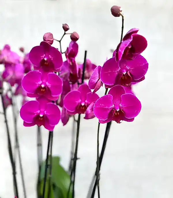 Royal Deluxe Gold Saksı 8 Dallı Orkide Fuşya