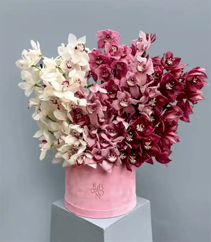 Royal Deluxe Şeker Pembe Kutuda Cymbidium Orkide Aranjmanı