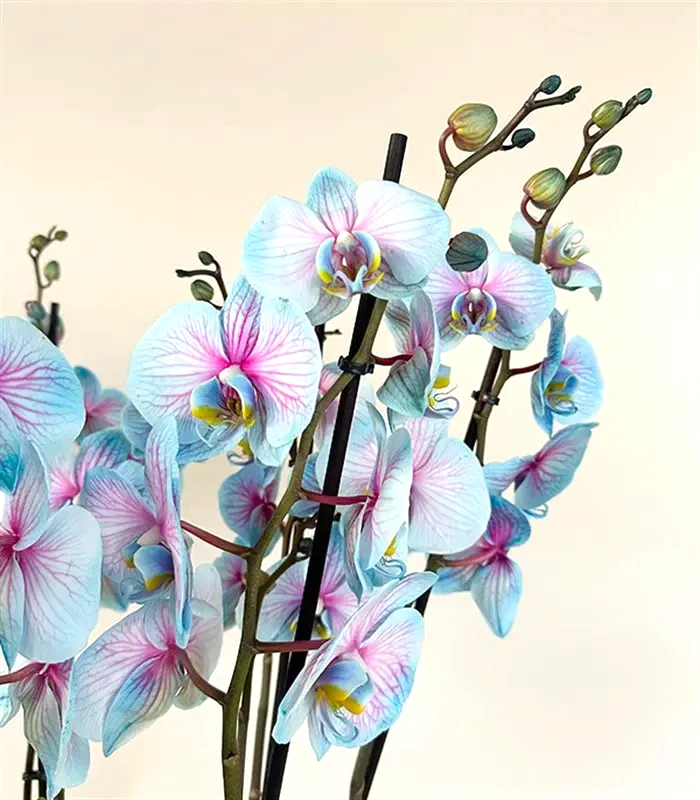 Royal Deluxe Silver Saksı 8 Dallı Orkide Mavi Pembe Orkide Bubble Gum