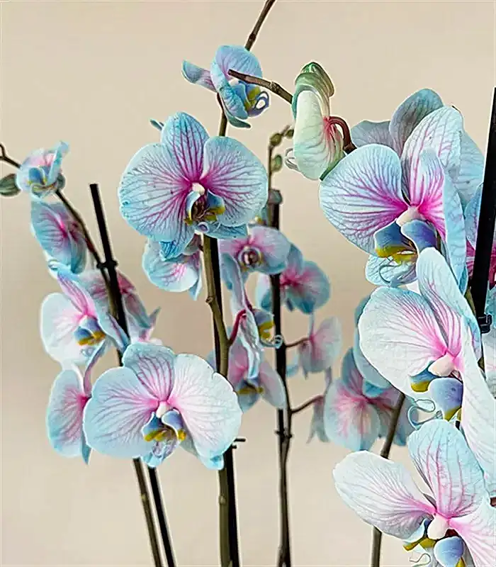 Royal Deluxe Silver Saksı 8 Dallı Orkide Mavi Pembe Orkide Bubble Gum