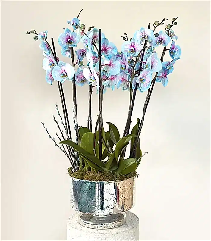 Royal Deluxe Silver Saksı 8 Dallı Orkide Mavi Pembe Orkide Bubble Gum