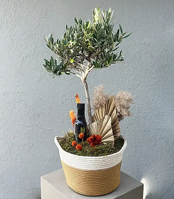 Sepette Zeytin Ağacı Grand Deluxe