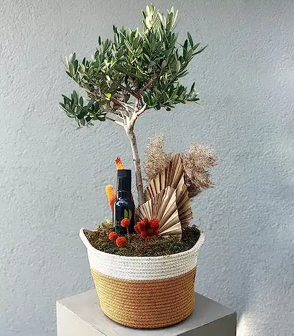 Sepette Zeytin Ağacı Grand Deluxe