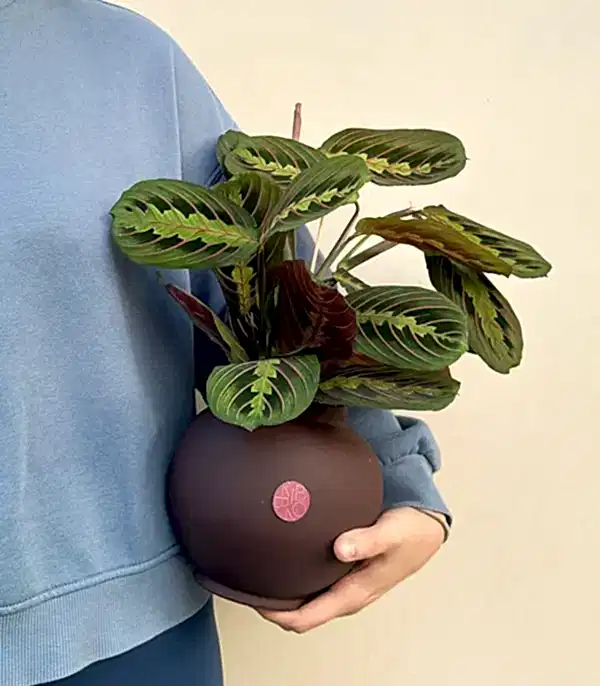 Seramik Saksıda Maranta Bitkisi