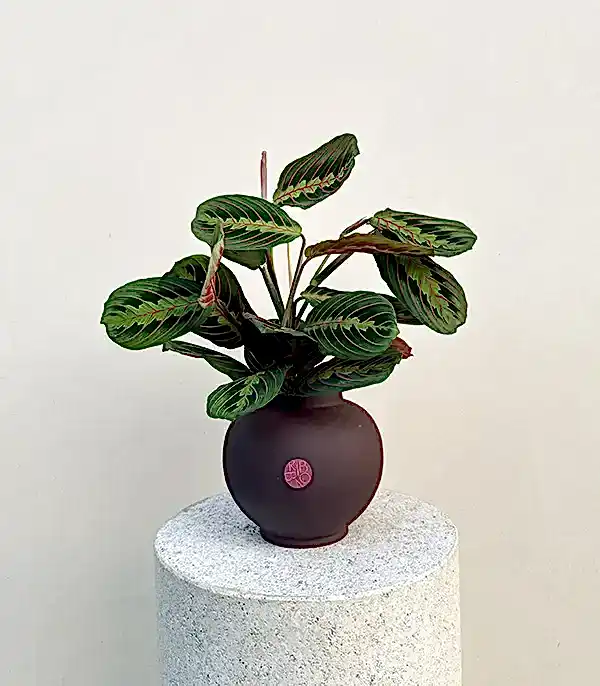 Seramik Saksıda Maranta Bitkisi