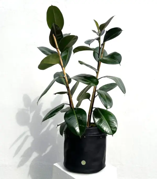 Siyah Deri Saksıda Ficus Elastica Robusta Kauçuk Bitkisi 100 cm